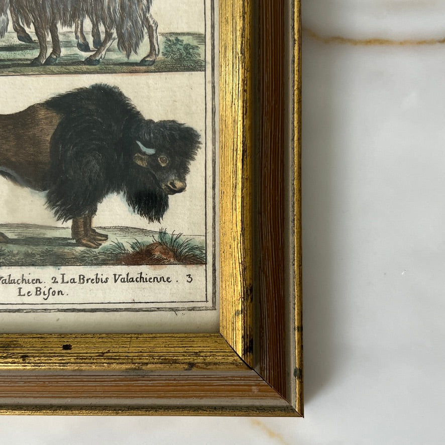 Wisent Europische and Bison Lithograph