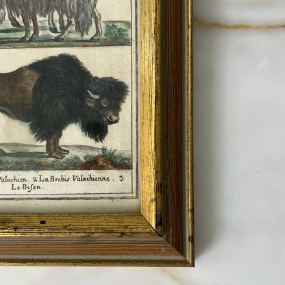 Wisent Europische and Bison Lithograph