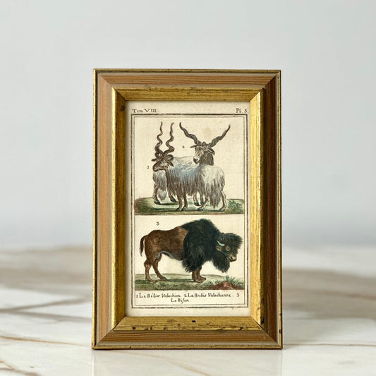 Wisent Europische and Bison Lithograph