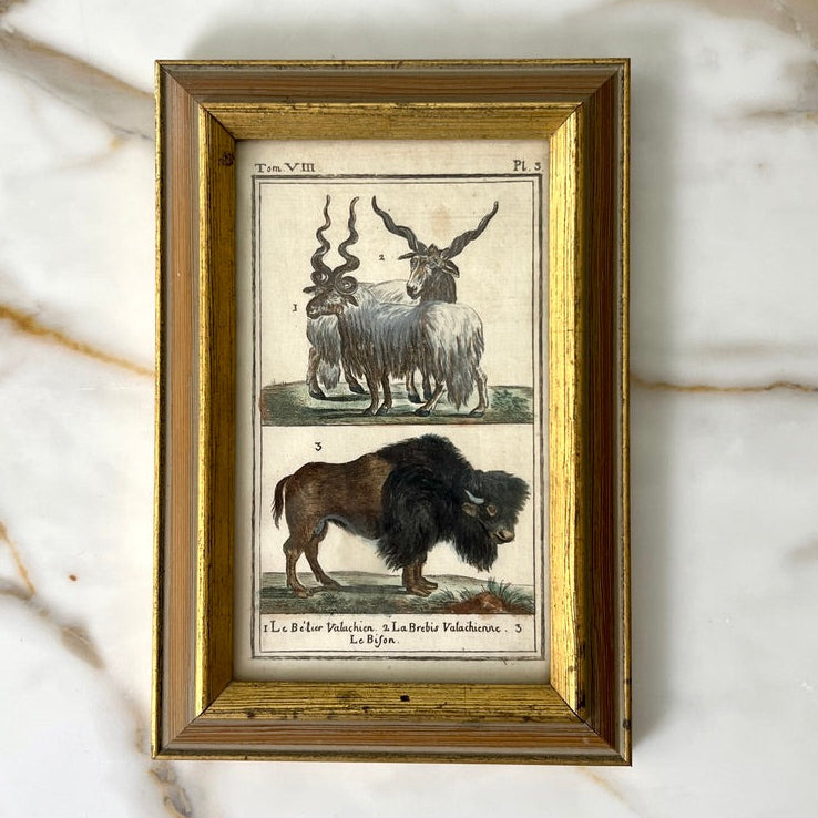 Wisent Europische and Bison Lithograph
